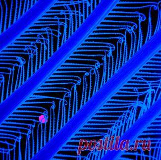 Родич аномалокариса отказался от хищничества