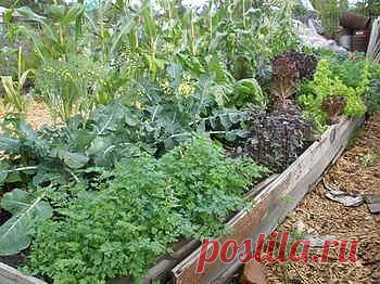 Борьба с огородными вредителями.