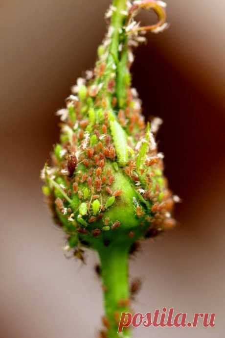 Тля на розах и способы борьбы с вредителем.