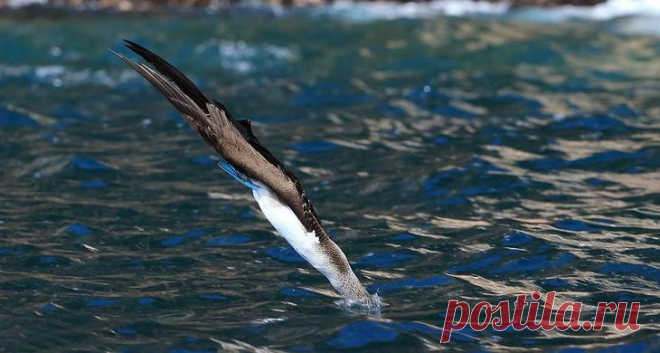 Необычная птица голубоногая олуша