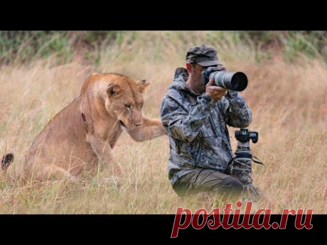 Такое Редко Увидишь! Случаи с... / Видео: Животные