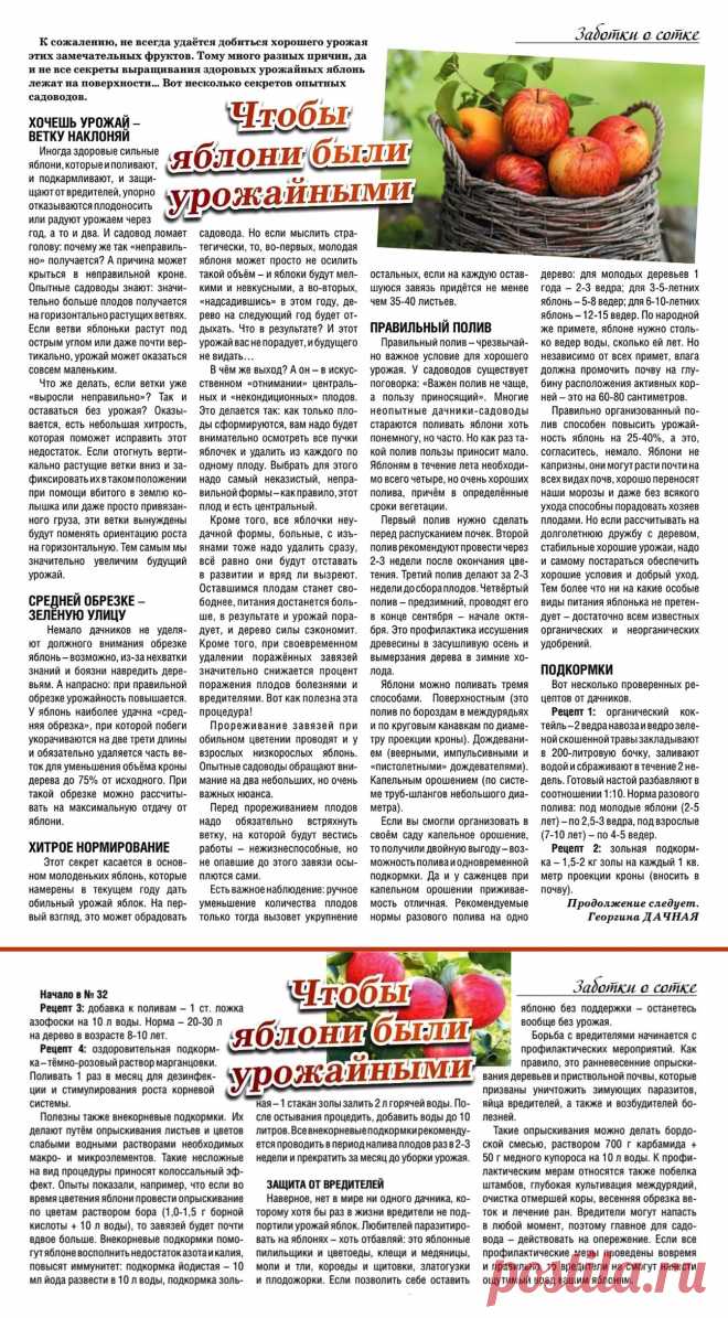 Чтобы яблони были урожайными