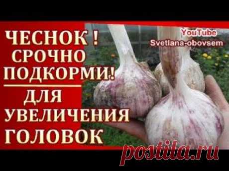 Важно не пропустить и вовремя провести подкормку чеснока для увеличения головки.