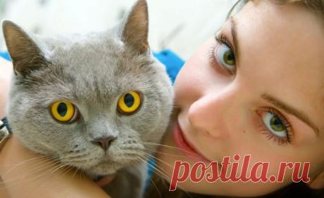 УГРОЖАЕТ ЛИ КОШКА ВАШЕМУ ЗДОРОВЬЮ &amp;laquo;  Будь Здоров