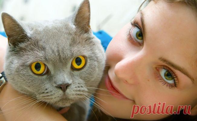 УГРОЖАЕТ ЛИ КОШКА ВАШЕМУ ЗДОРОВЬЮ &laquo;  Будь Здоров