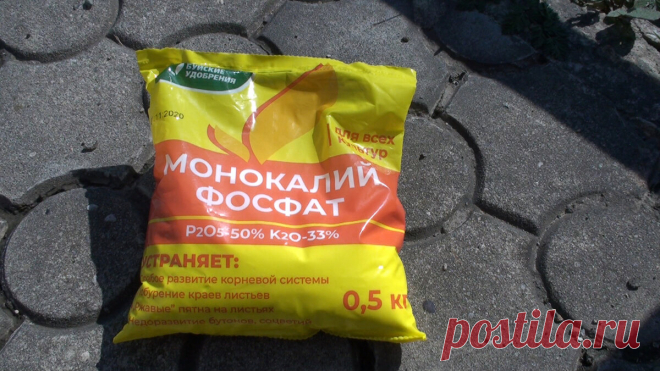 Весенняя подкормка винограда - секрет будущего урожая | Ленивый огород | Яндекс Дзен