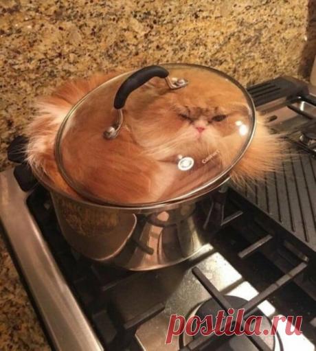 Они ведут себя странно, но кадры получаются отменные.