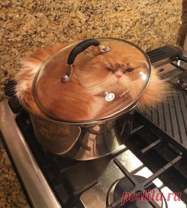 Они ведут себя странно, но кадры получаются отменные.