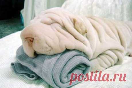 Умилительные животные, которых можно назвать мастерами перевоплощения