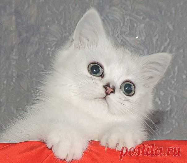 Продажа шотландских котят; Луганск.