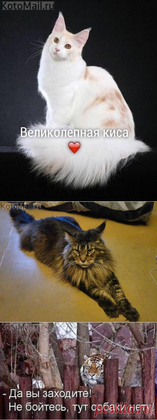 Красавица | KotoMail.ru
