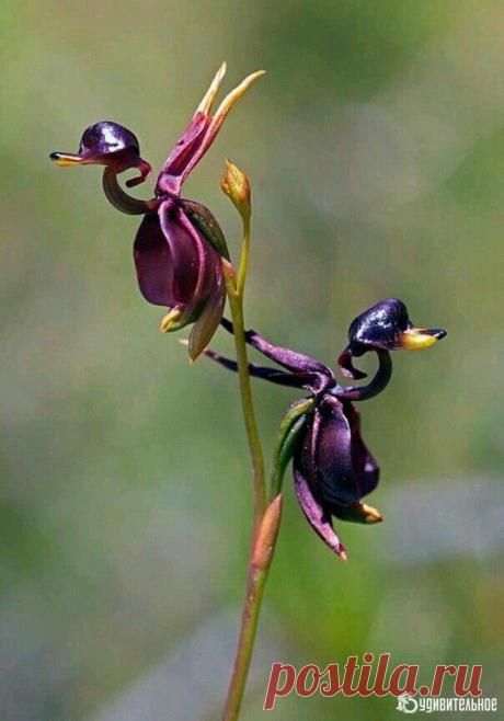 Орхидея "Полет утки"