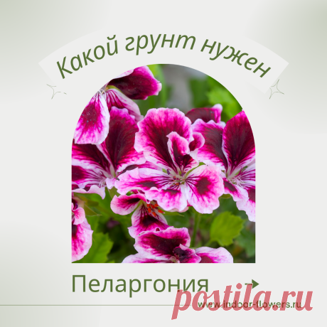 Пеларгония. Какой грунт нужен? Интересуетесь Пеларгония. Какой грунт нужен? ? Узнайте о разнообразных представителях этого вида, их уникальных особенностях и преимуществах. Получите полезные советы по уходу за Пеларгония. Какой грунт нужен? в домашних условиях, включая требования к освещению, поливу, температуре и влажности.
