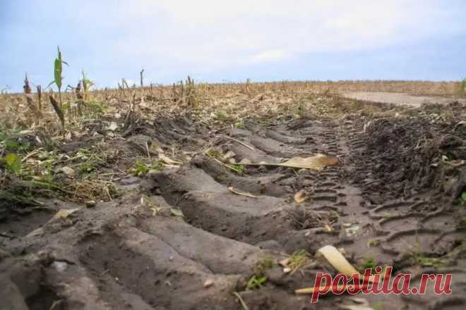 Как определить pH почвы на своем участке: не спешите в лабораторию. Сила реакции подскажет примерную степень кислотности или щелочности.