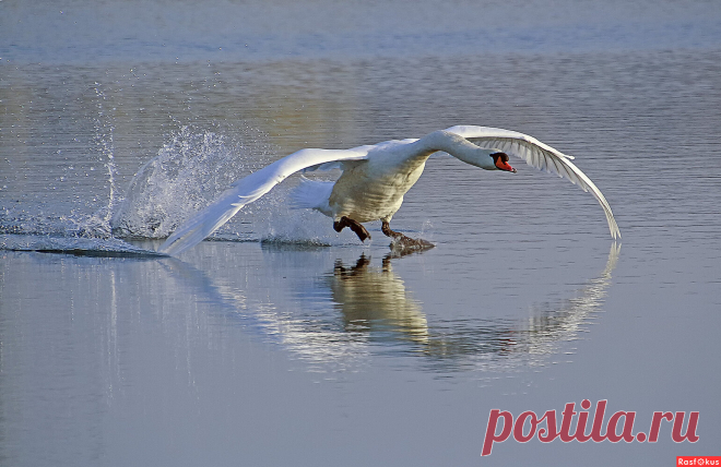 Фото: ******. Alexander Andronik. Фото животных. Фотосайт Расфокус.ру