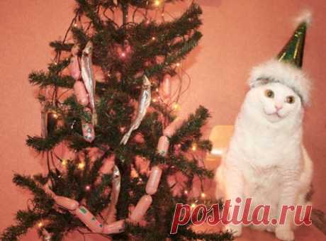 20 животных, которые не дадут заскучать хозяевам в Новый год
