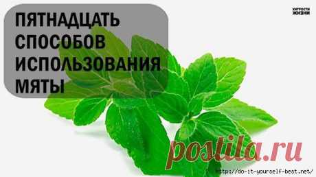 15 СПОСОБОВ ИСПОЛЬЗОВАНИЯ МЯТЫ.