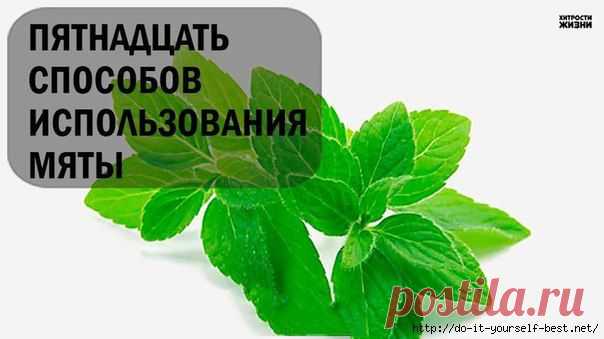 15 СПОСОБОВ ИСПОЛЬЗОВАНИЯ МЯТЫ.