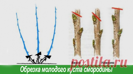 Огород, сад, балкон