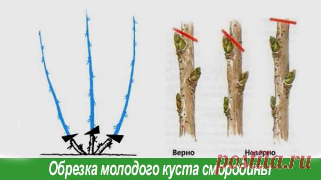 Огород, сад, балкон
