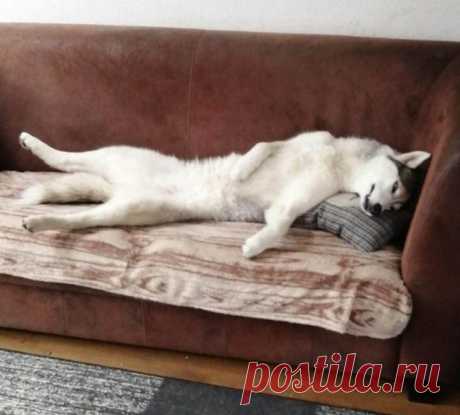 17 песиков-барбосиков, жизнь с которыми — это бесплатный цирк каждый день Гениальность и безумие всегда идут рука об руку, а если некое существо демонстрирует высокий интеллект и выучку, то от него стоит ожидать и не меньшего масштаба глупостей. Речь не про человека, с нами...