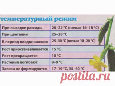 температурный режим огурцов в грунте: 13 тыс изображений найдено в Яндекс.Картинках