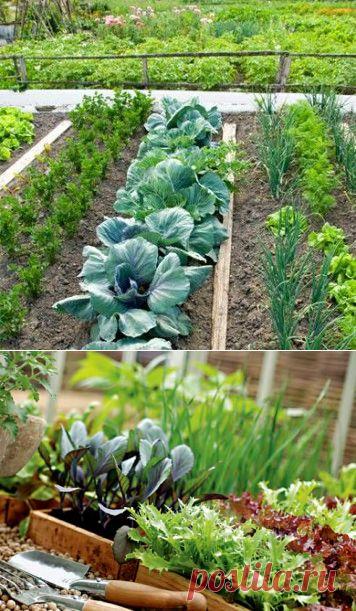 Севооборот культур на грядке