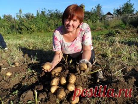 А мы сажаем картошку! Пошаговая инструкция — Сияние