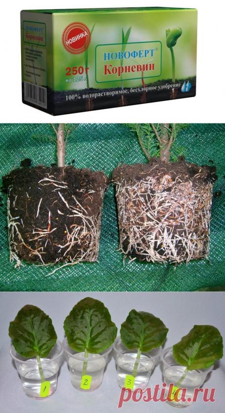 Корневин, инструкция по применению корневина