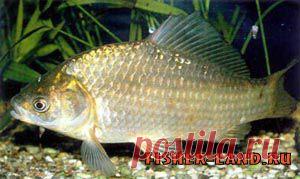 Сколько живет карась