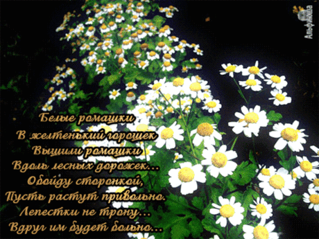 Ромашки со стихом.