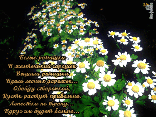 Ромашки со стихом.