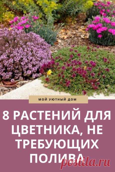 8 РАСТЕНИЙ ДЛЯ ЦВЕТНИКА, НЕ ТРЕБУЮЩИХ ПОЛИВА