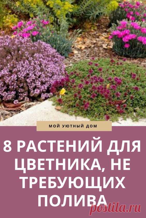 8 РАСТЕНИЙ ДЛЯ ЦВЕТНИКА, НЕ ТРЕБУЮЩИХ ПОЛИВА