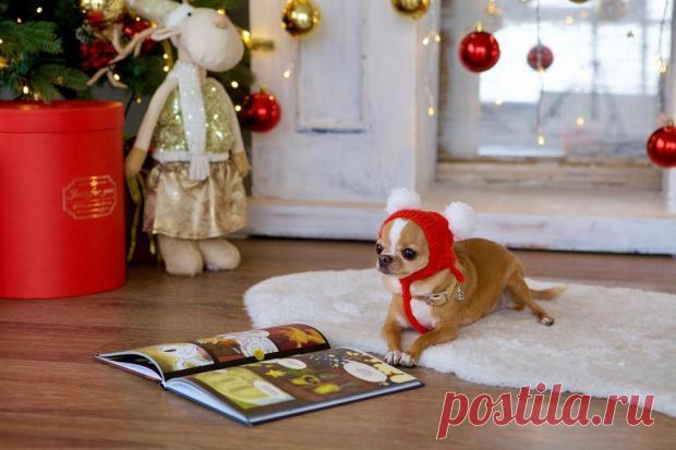 Коты и собаки в новогодних костюмах: фото для поднятия настроения перед праздником