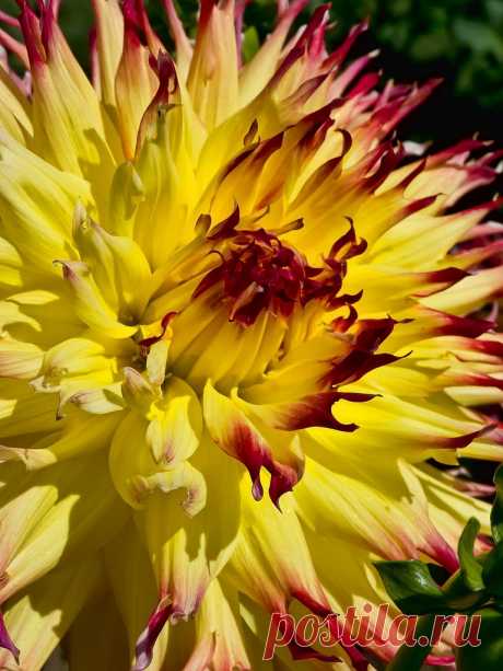 Pinelands Pam Dahlia at Swan Island Dahlias near Canby, Oregon Photographed at Swan Island Dahlias near Canby, Oregon.