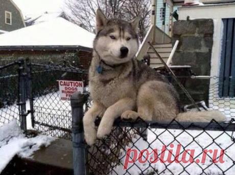 Смешные собаки, которые думают, что они кошки
У всех существ есть определенный набор повадок, который присущ исключительно им. Взять, к примеру, собак, они могут часами резвиться на улице, играя со своим хозяином или же с другой собакой, а в сво…