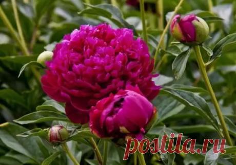 Чтобы пион хорошо рос и радовал вас своим цветением, важно правильно подкармливать его весной. - Полезные советы - Медиаплатформа МирТесен