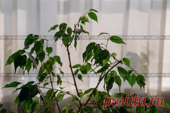 Ficus houseplant close-up, light tulle curtains background Стоковое фото, фотограф Ilaronsia / Фотобанк Лори