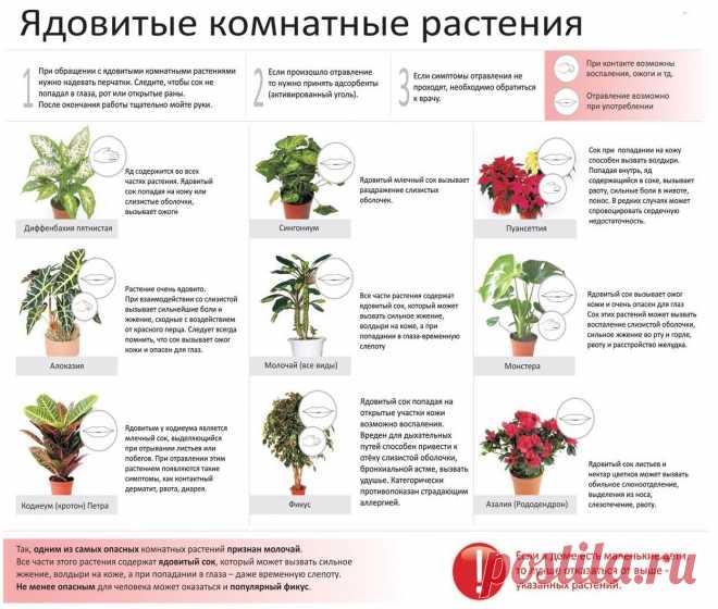 Ядовитые комнатные растения