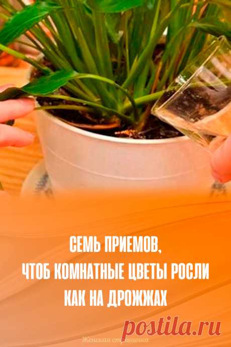 Семь приемов, чтоб комнатные цветы росли как на дрожжах