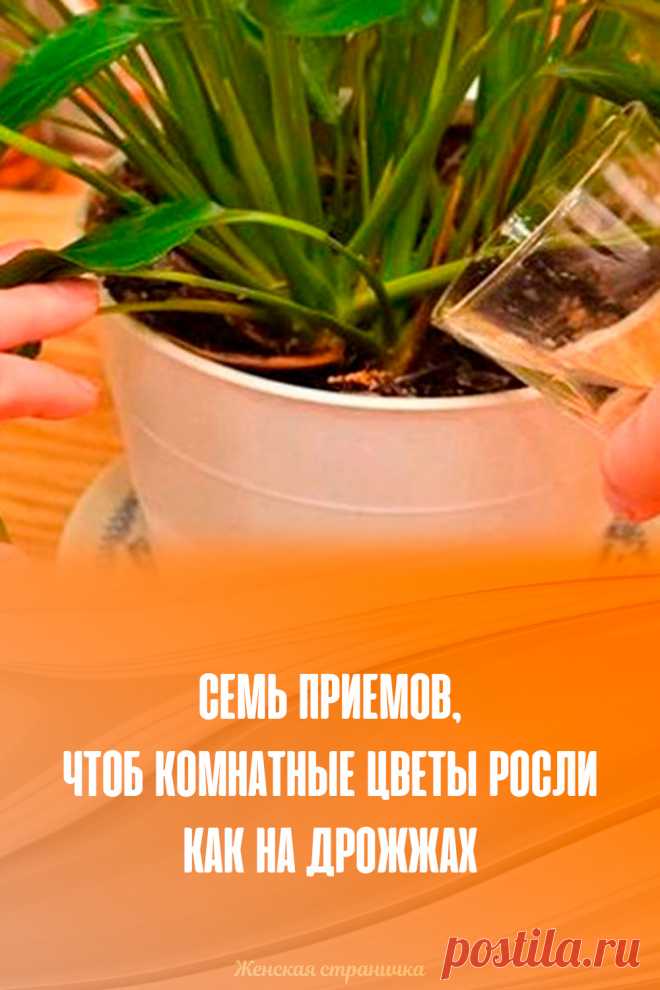 Семь приемов, чтоб комнатные цветы росли как на дрожжах