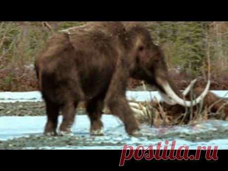 Нашли живого мамонта под Якутском! - YouTube