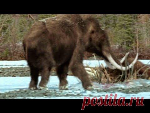 Нашли живого мамонта под Якутском! - YouTube