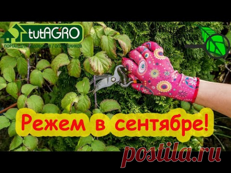 ВОТ КАКИЕ РАСТЕНИЯ НАДО ОБРЕЗАТЬ В СЕНТЯБРЕ! Не пропустите эту важную обрезку.