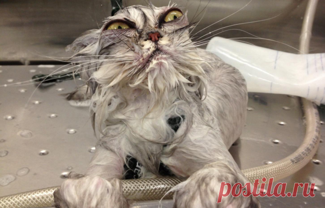 Мокрые котопузики и как они об этом отзываются + тринадцать смешных фото | Лариса Кречетова | Яндекс Дзен