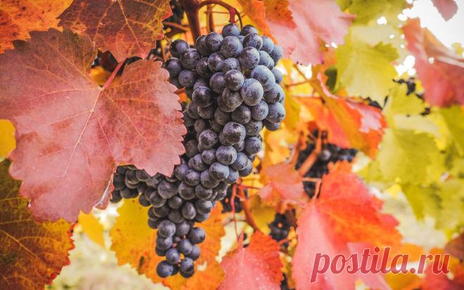 Когда лучше обрезать виноград? | ПРОРОСТ.РФ | Дзен