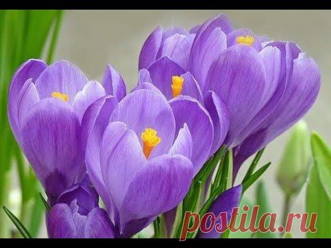 🔝 ХуДоЖнИкИ | Живопись | Акрил | Рисуем вместе крокусы | Наталья Терехова