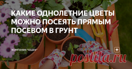КАКИЕ ОДНОЛЕТНИЕ ЦВЕТЫ МОЖНО ПОСЕЯТЬ ПРЯМЫМ ПОСЕВОМ В ГРУНТ Основные правила выращивания
Неприхотливость является первым преимуществом, которыми отличается значительная часть летников-однолетних цветов, выращиваемых в условиях приусадебного участка.
Второе преимущество- растения, посеянные в открытый грунт, куда сильнее и выносливее, чем самая лучшая рассада при закалке. Да и цветут они дольше и пышнее при условии соблюдения всех правил агротехники (хотя