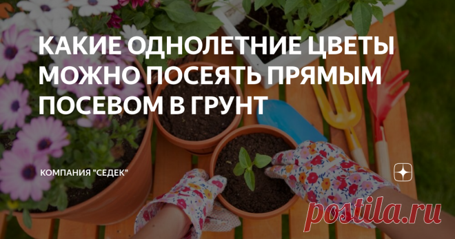 КАКИЕ ОДНОЛЕТНИЕ ЦВЕТЫ МОЖНО ПОСЕЯТЬ ПРЯМЫМ ПОСЕВОМ В ГРУНТ Основные правила выращивания
Неприхотливость является первым преимуществом, которыми отличается значительная часть летников-однолетних цветов, выращиваемых в условиях приусадебного участка.
Второе преимущество- растения, посеянные в открытый грунт, куда сильнее и выносливее, чем самая лучшая рассада при закалке. Да и цветут они дольше и пышнее при условии соблюдения всех правил агротехники (хотя